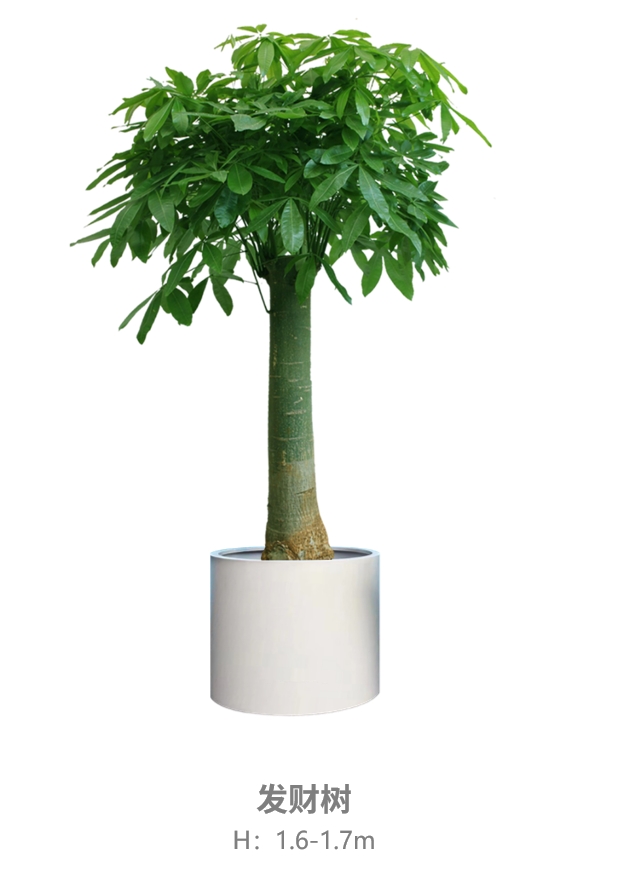 发财树.jpg