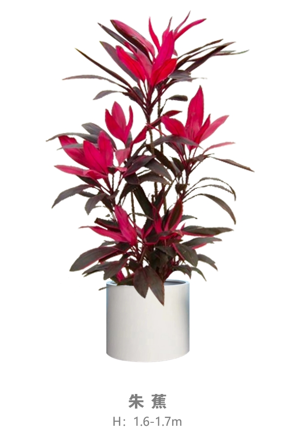 朱蕉.jpg