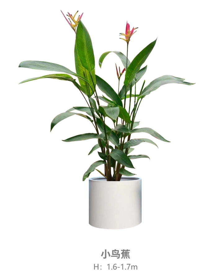 小鸟蕉.jpg
