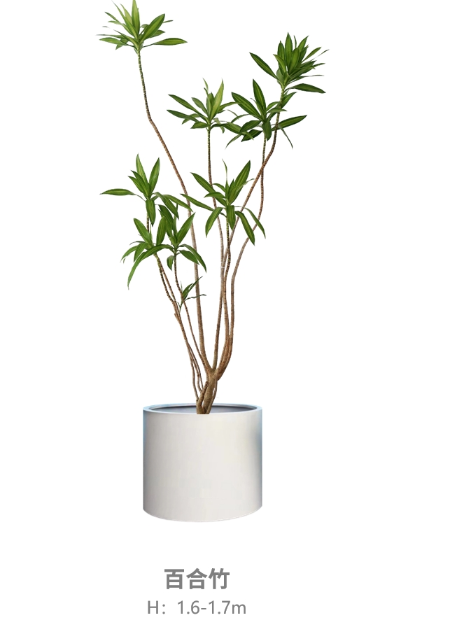 百合竹.jpg