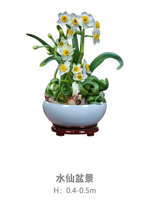 水仙盆景.jpg